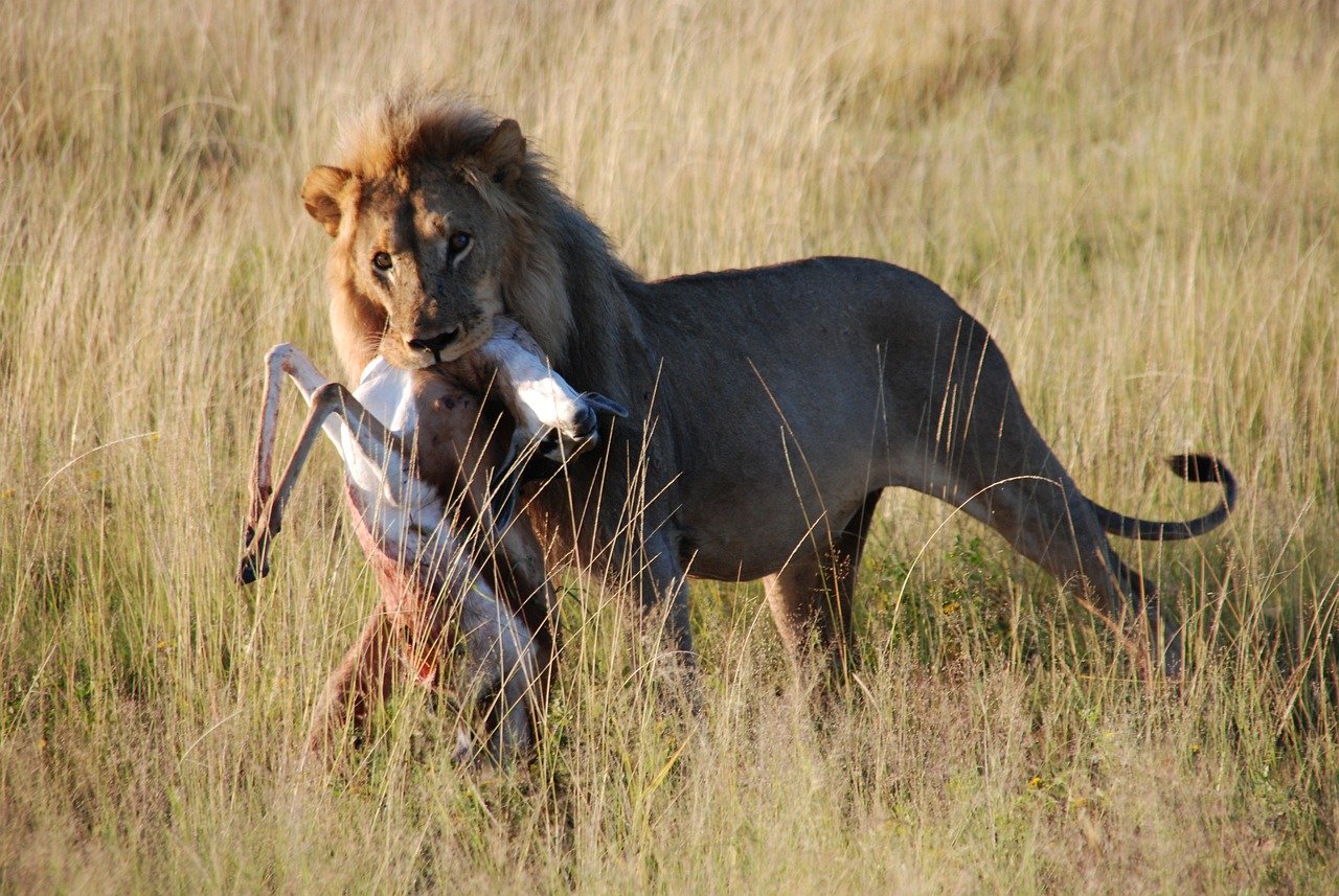 quand se termine la chasse en 2022