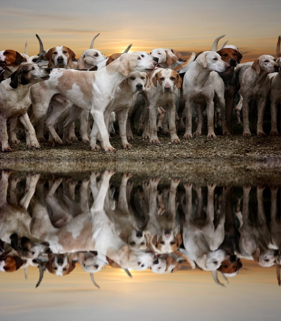 Chasse à cours