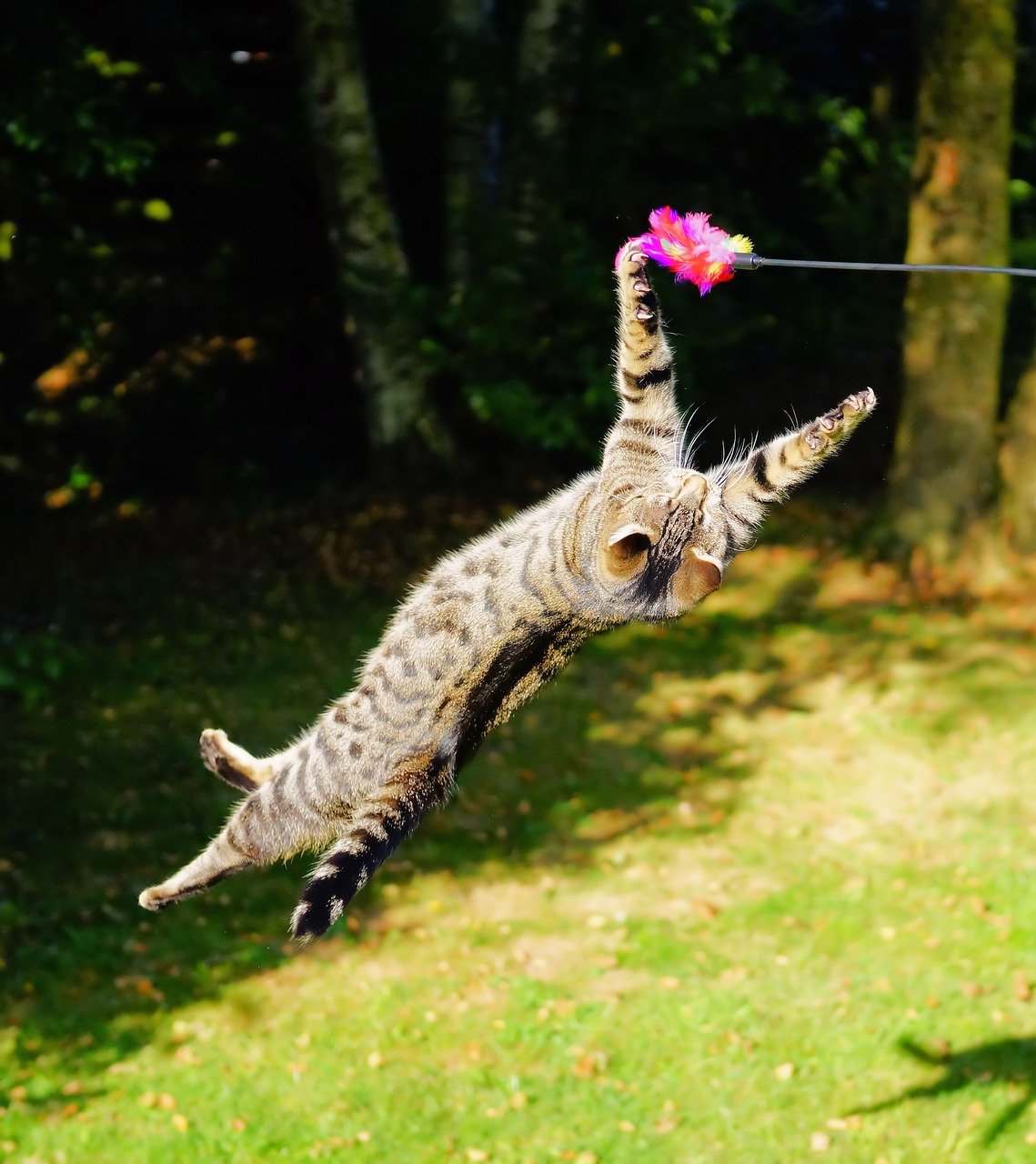 pour la chasse