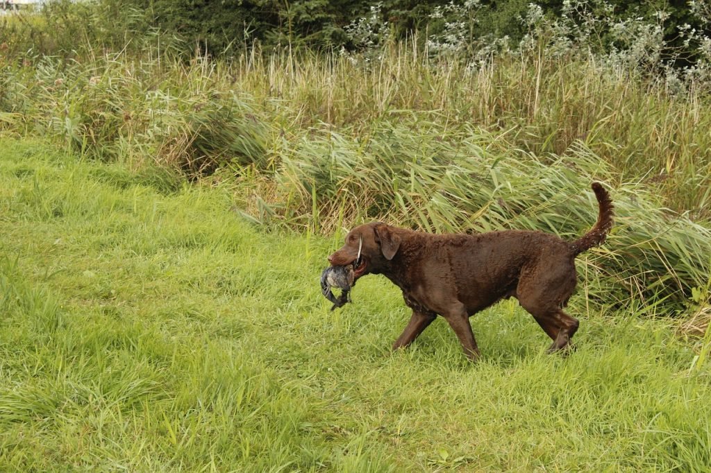 Quel chien de chasse choisir ?