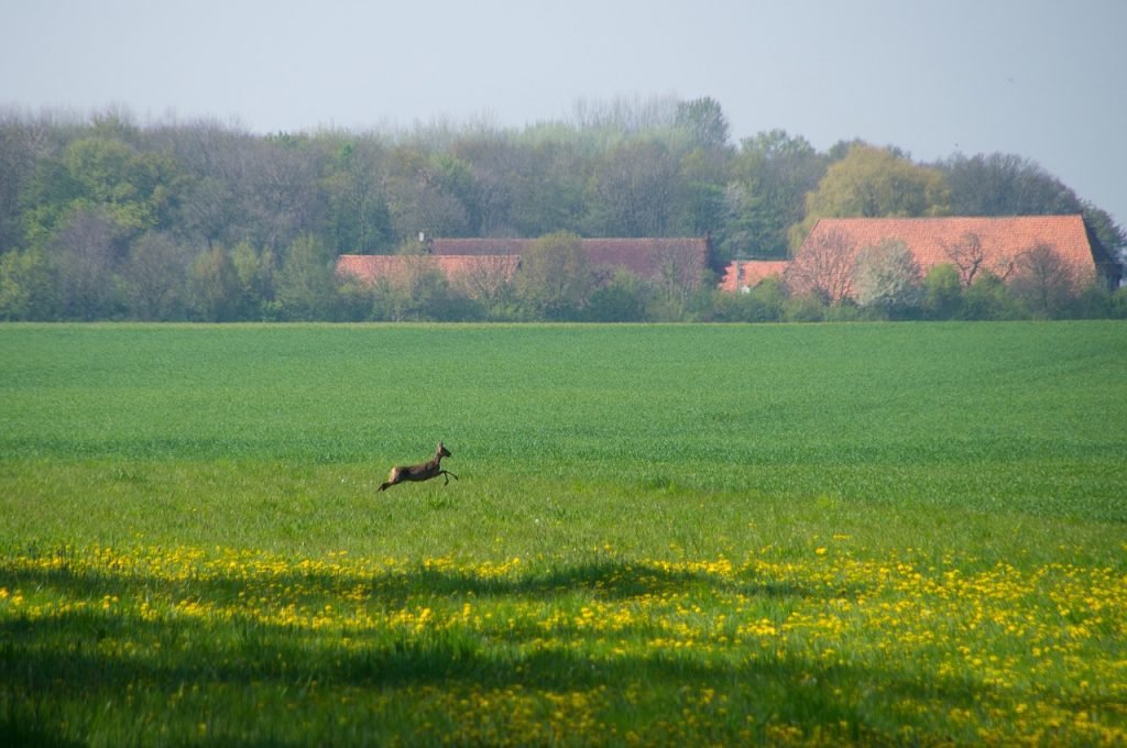 Quand est l'ouverture de la chasse