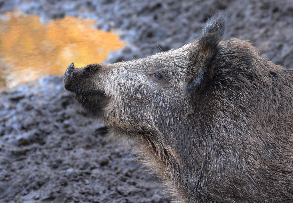 Quand la chasse se termine ?